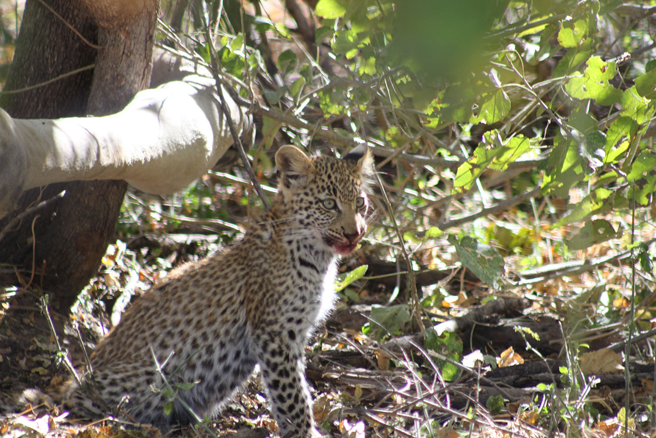 Leopard cub spottedwhilst on a self drive safari with McKenzie 4x4