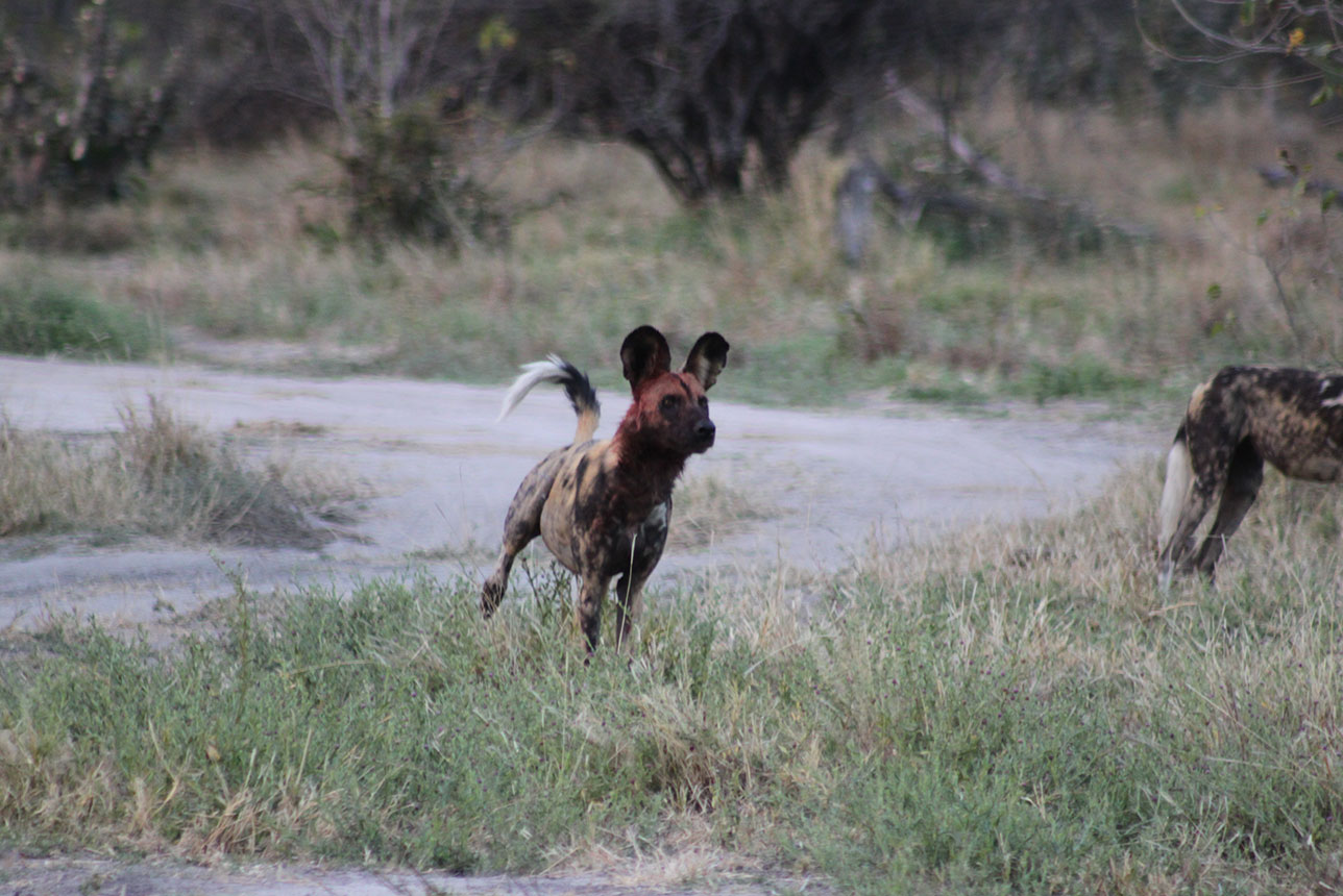 Wilddogs on the hunt seen whilst on a self drive safari with McKenzie 4x4