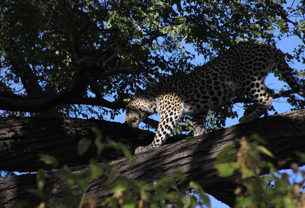 A leopard seen on a self drive in Moremi